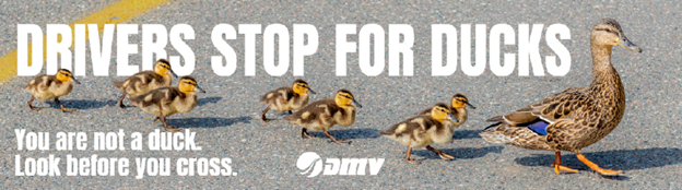 السائقون يتوقفون من أجل البط